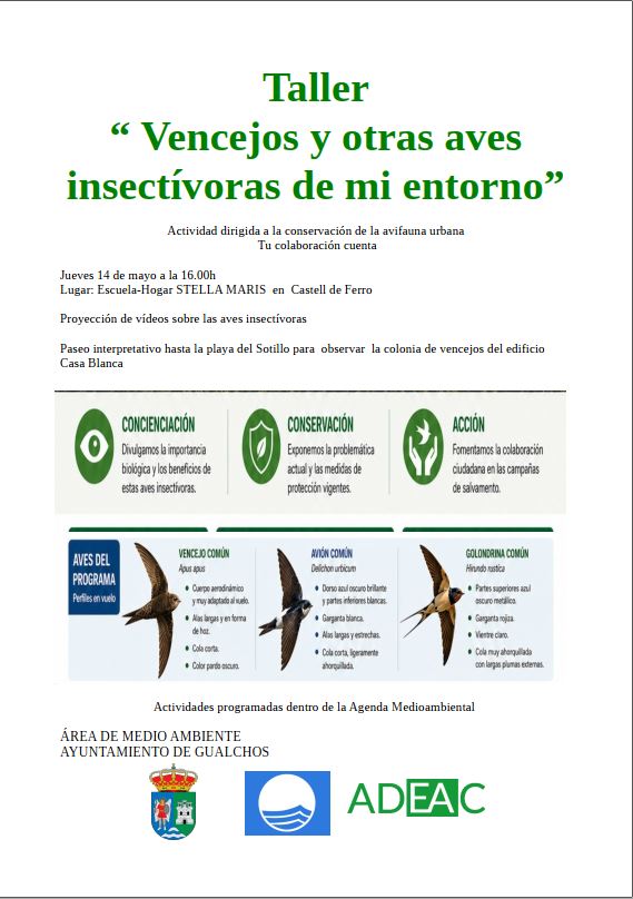 Taller vencejos y otras aves insectívoras de mi entorno