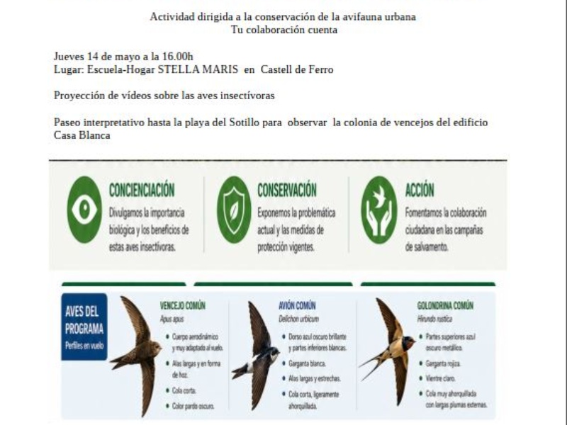 Taller vencejos y otras aves insectívoras de mi entorno