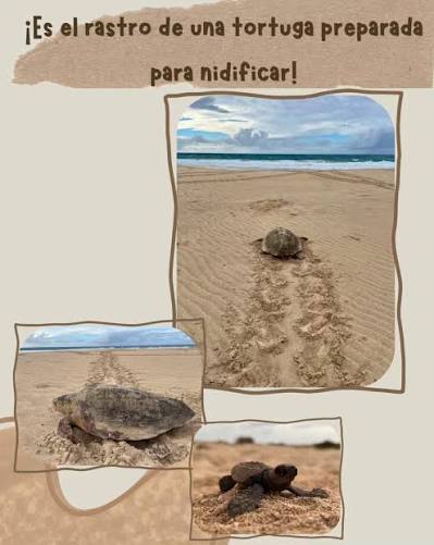 Comunicado de la Consejería de Sostenibilidad y Medio Ambiente